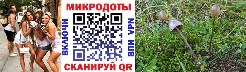 Псилоцибиновые грибы Psilocybine cubensis  Донской 